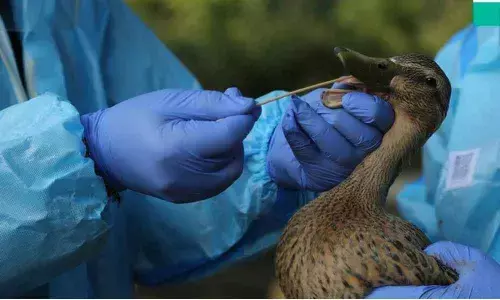 Poultry industry hit by bird flu fears, chicken prices drop by 50%