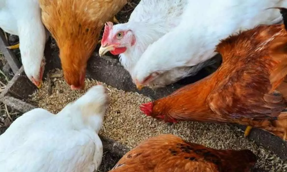 AP steps up bird flu alert