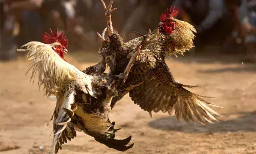 Committees formed to check cockfights in Krishna district