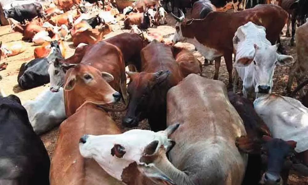 PIL seeks quashing of cattle slaughter ban ordinance; High Court issues notice to government