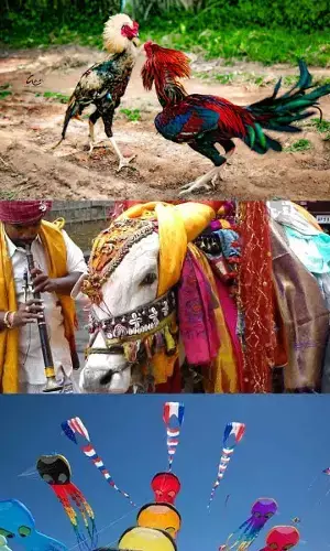 Sankranthi Special: Here is how it is celebrated in Southern states