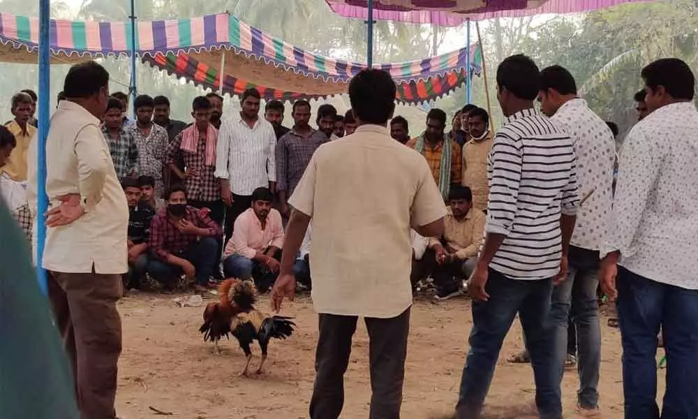 Arenas ready for cockfights at Atrayapuram in East Godavari on Wednesday