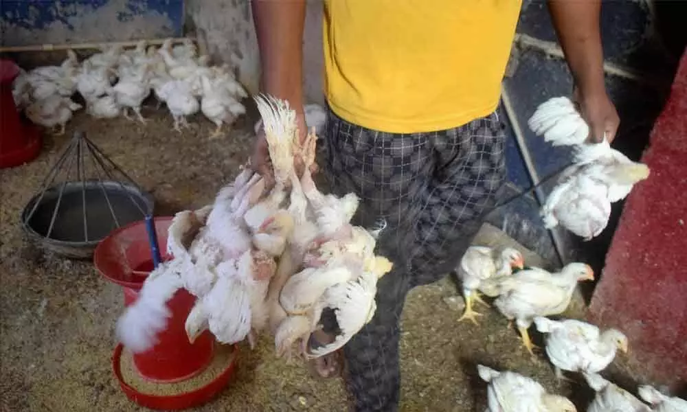 11K birds culled in Latur