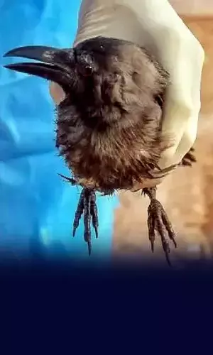 Bird Flu: All You Need to Know