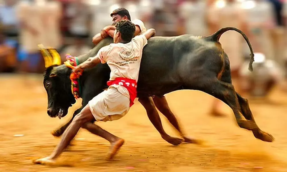 Jallikattu: Here is a brief story about bull taming sport Jallikattu