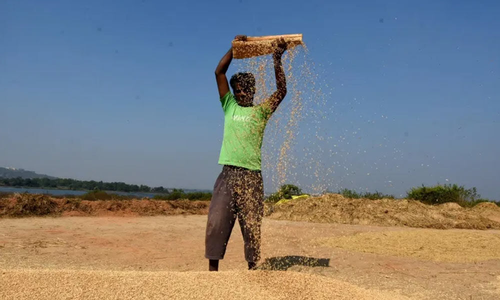 India's youngest Telangana turns rice bowl of India