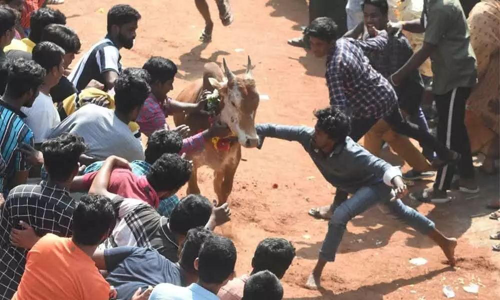 Jallikattu draws large crowds in Rangampeta, Pullaigaripalli