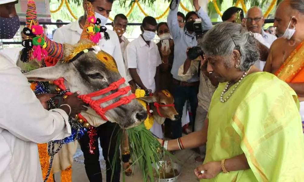 Spouse of TTD Trust Board Chairman Swarnalatha participating in Gopuja held at Goshala in Tirumala on Friday