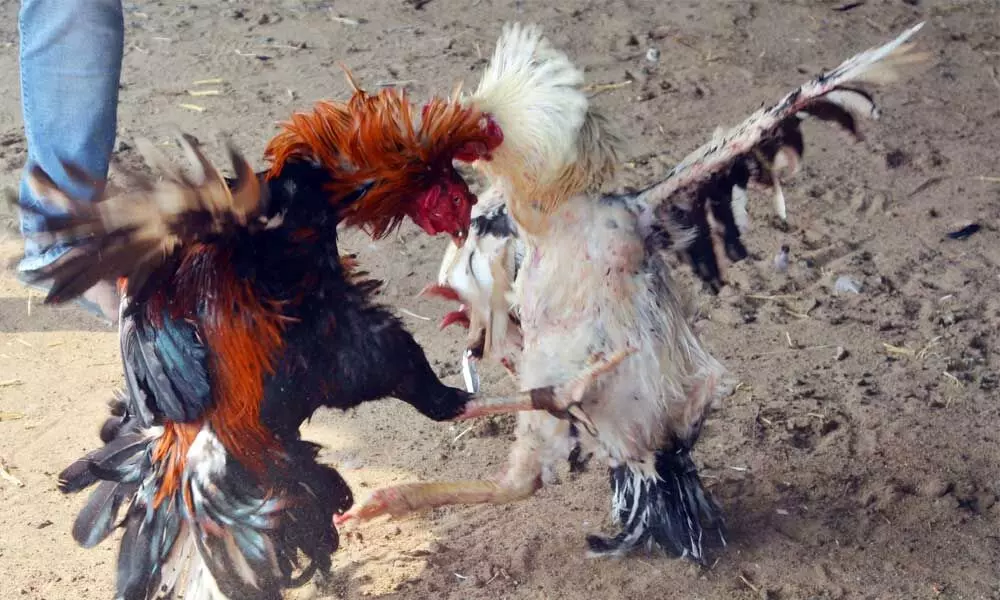 Cockfights being organised in East and West Godavari districts on the occasion of Sankranti