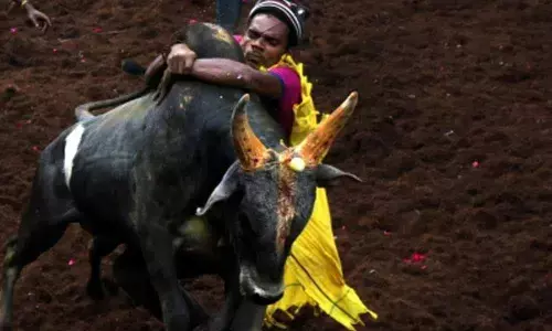 Seven injured in Jallikattu in TNs Madurai