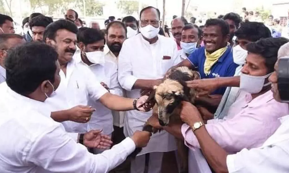 Distributing sheep