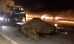 The elephant was fatally knocked down by a container near Kuppam The elephant was fatally knocked down by a container near Kuppam
