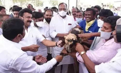 Distributing sheep