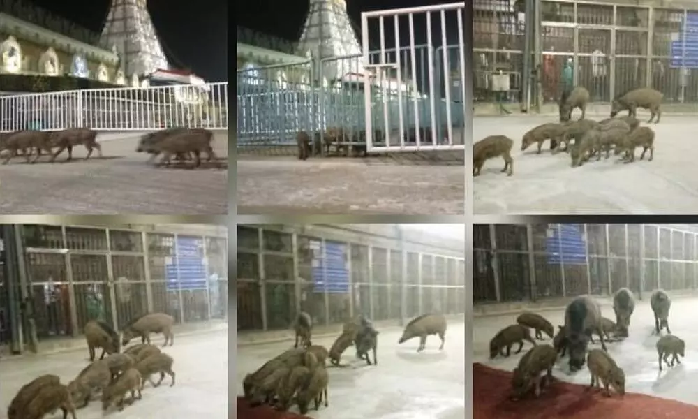 Flutter over movement of wild hogs in Tirumala