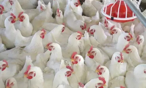 Poultry farmers stare at huge loss as buyers chicken out