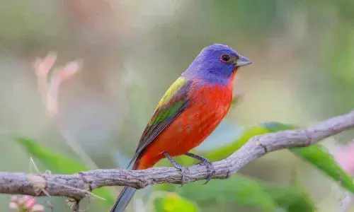 First bird fest at Mahananda sanctuary from Feb 20