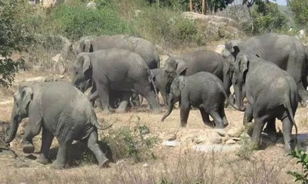 Chittoor District in grip of fear amid series of wild Jumbo attacks