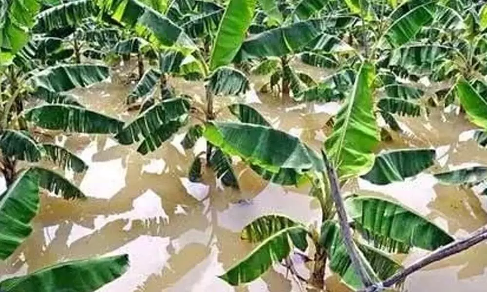 A banana garden submerged in water in Pullampeta mandal in Kadapa district