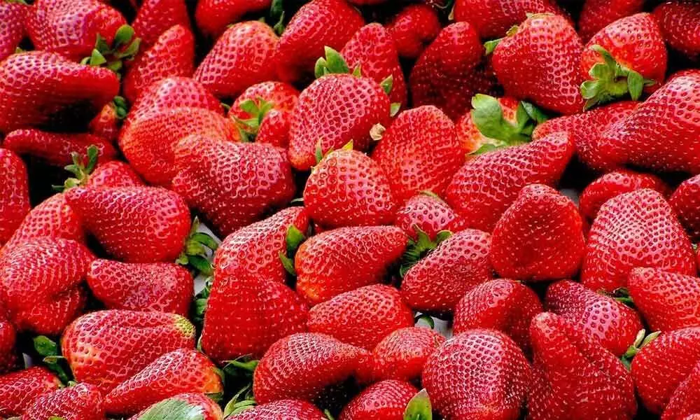Strawberry cultivation to empower Jhansi