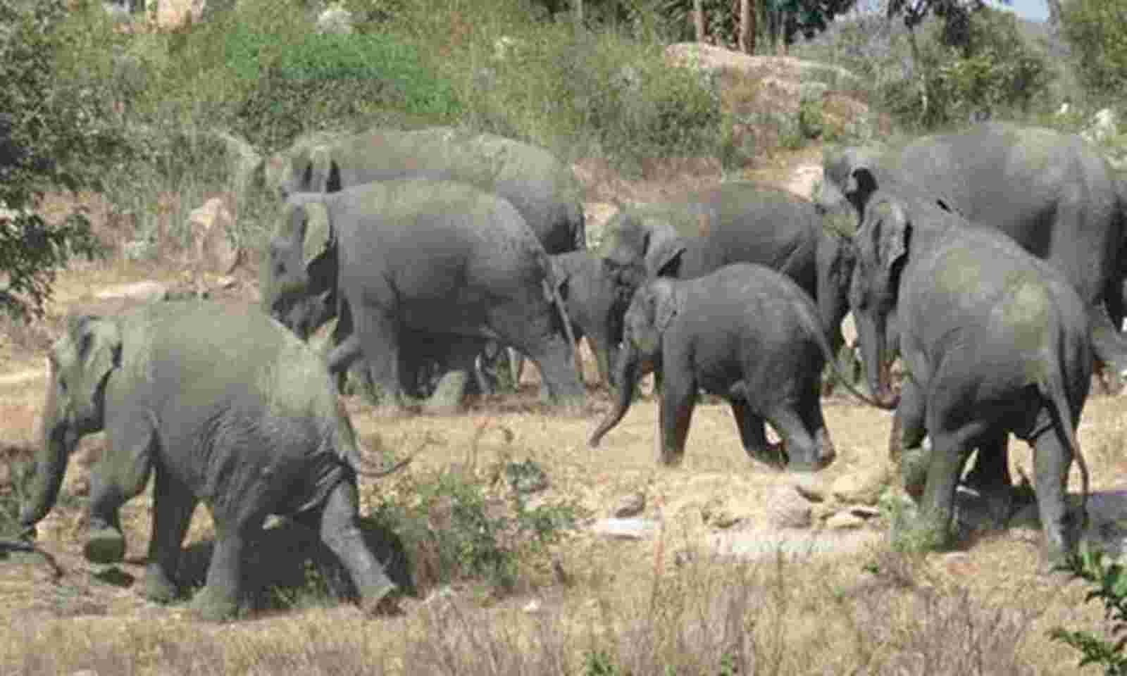 Andhra Pradesh: Chittoor District in grip of fear amid series of wild Jumbo  attacks