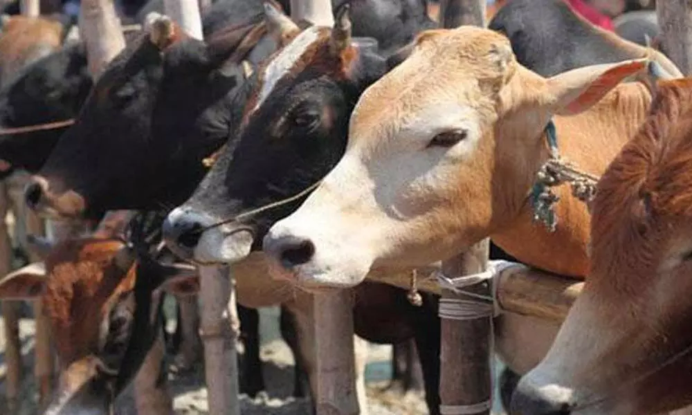 Karnataka High Court upheld cow slaughter ban ordinance, says govt