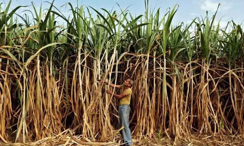 Ethanol push turns sweet for sugar mills