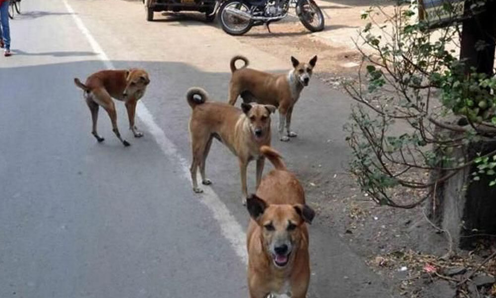 who will take care of street dogs in hyderabad