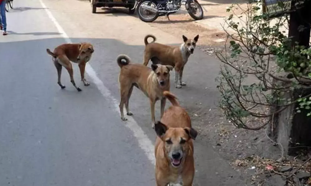 Hyderabad: Drastic fall in stray dog numbers: Civic body