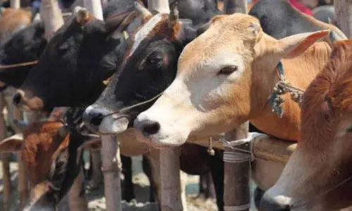 Karnataka High Court upheld cow slaughter ban ordinance, says govt