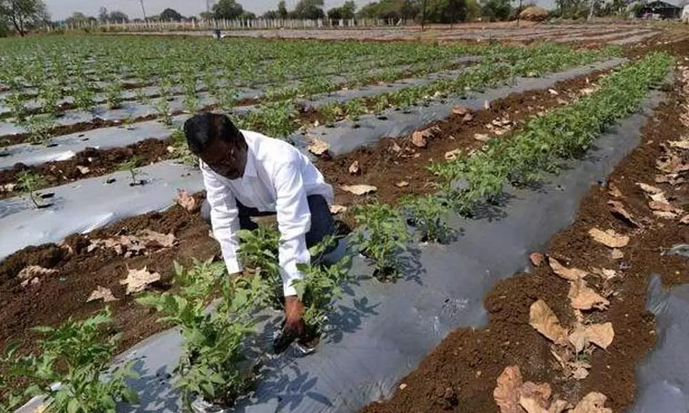 Telangana Government to adopt Israel farm techniques to increase crop yield