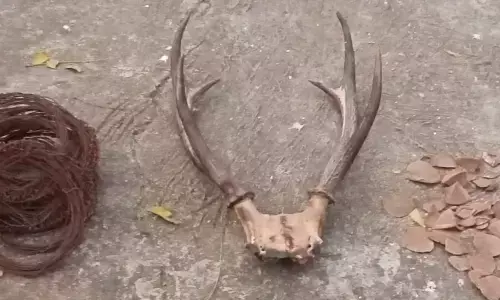 Seized pangolin shell and deer horns