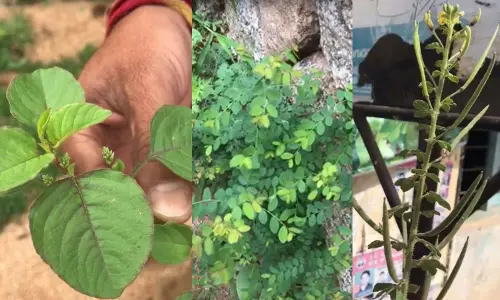 Indigenous leafy veggies face threat