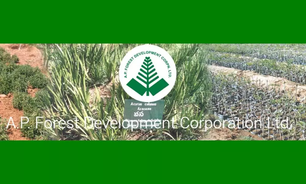 APFDC cultivate plantations in 16,917 hectares