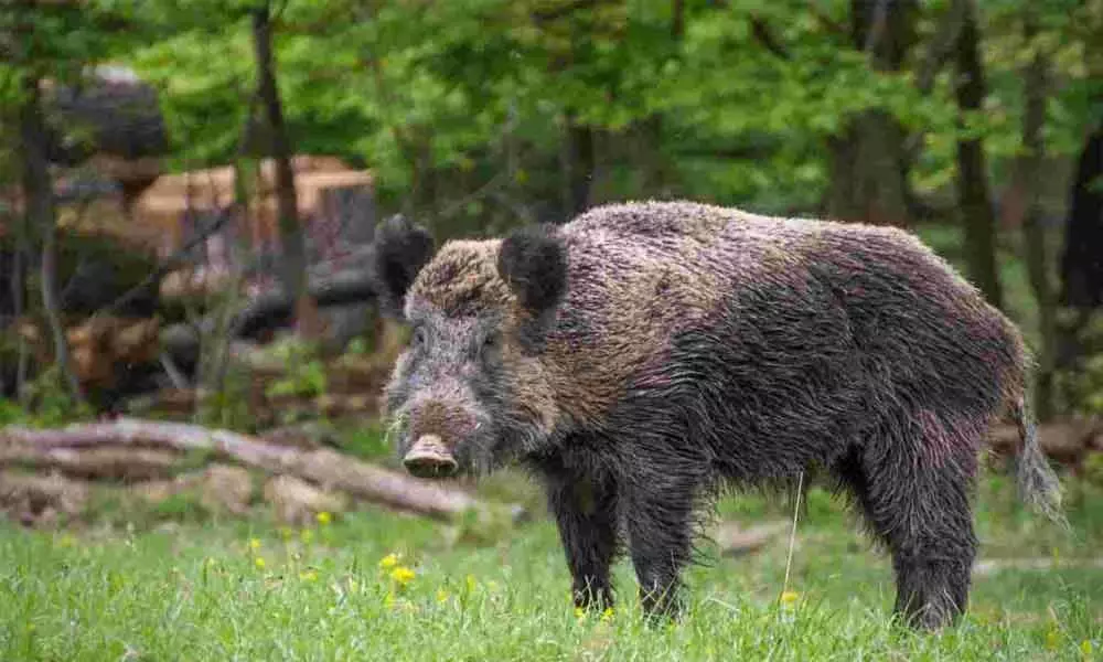 Sarpanches get licence to kill wild boars