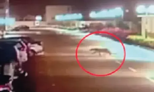 Bengaluru City residents on edge as officials yet to trace leopard