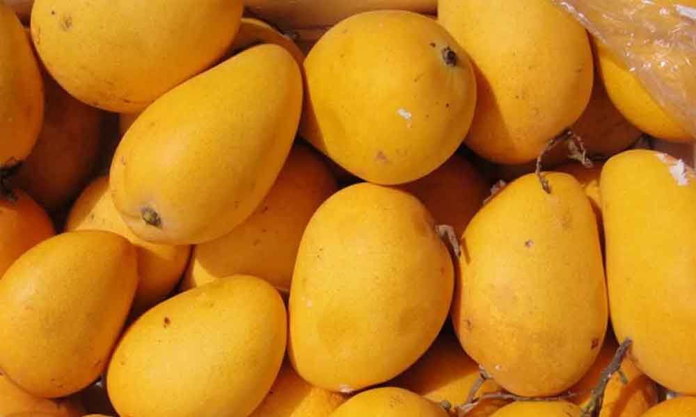 Mangoes arrive at Hyderabad market, priced at Rs 100200 per kg