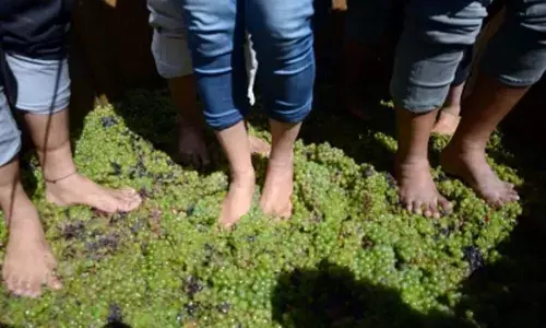 Fermenting used food can improve crop growth: Study