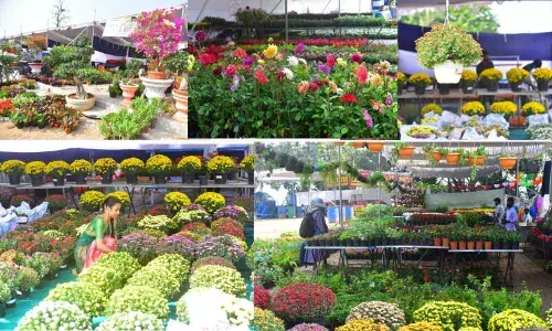 Amazing variety of blooms & plants