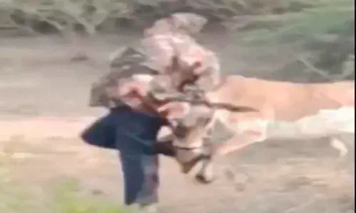 65-year-old man dies after being attacked by Rabid cow in Old City