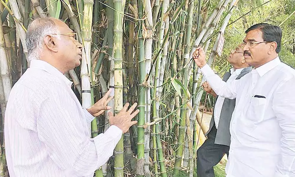 Agriculture Minister Singireddy Niranjan Reddy discussing bamboo farming with a scientist at Hosur village of Krishnagiri district of Tamil Nadu