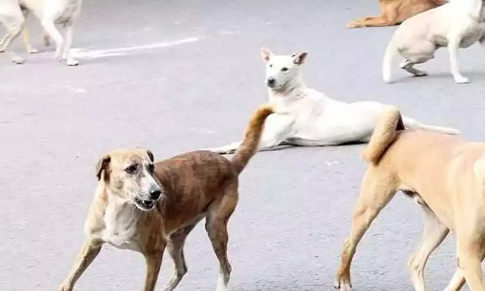 9-year-old dies after being attacked by stray dogs in Hyderabad