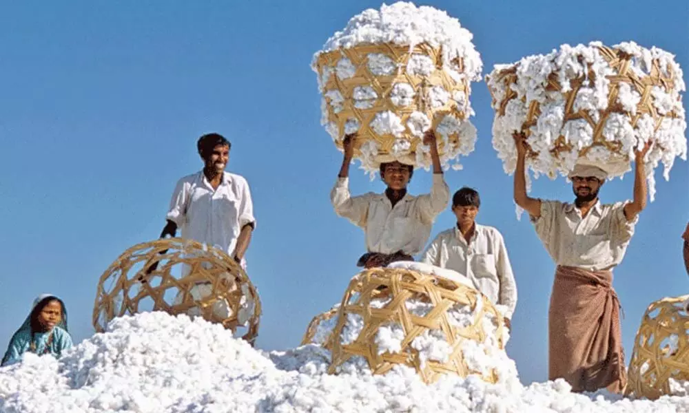 Cotton fetches Rs 10,000 per quintal as demand surges