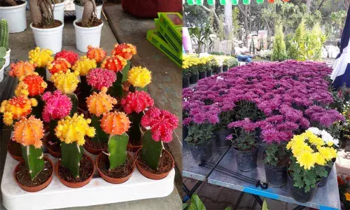 Nursery Mela ends on colourful note