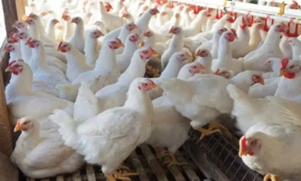 Telangana: 1,000 chickens die in Suryapet, samples sent for testing