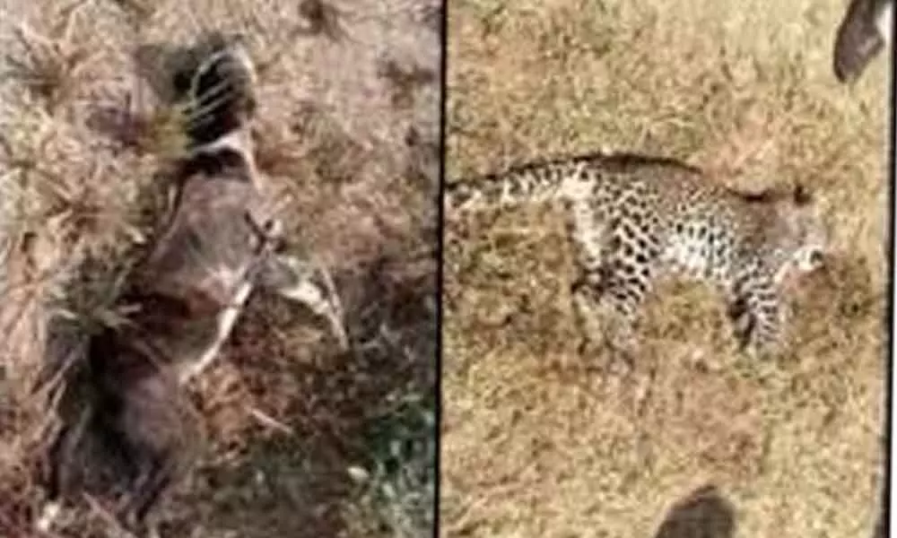Leopard, dog fight to death in Mandya