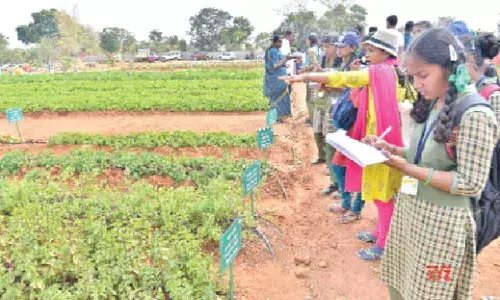 IIHR-Bengaluru develops disease resistant chillies