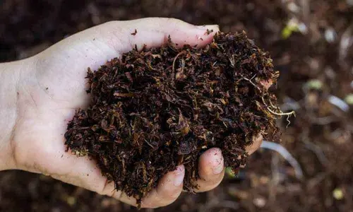 Domestic waste turns into organic fertilisers