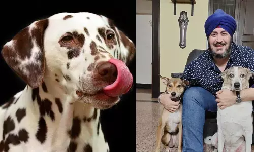 Does your dog need to shed holiday pounds?