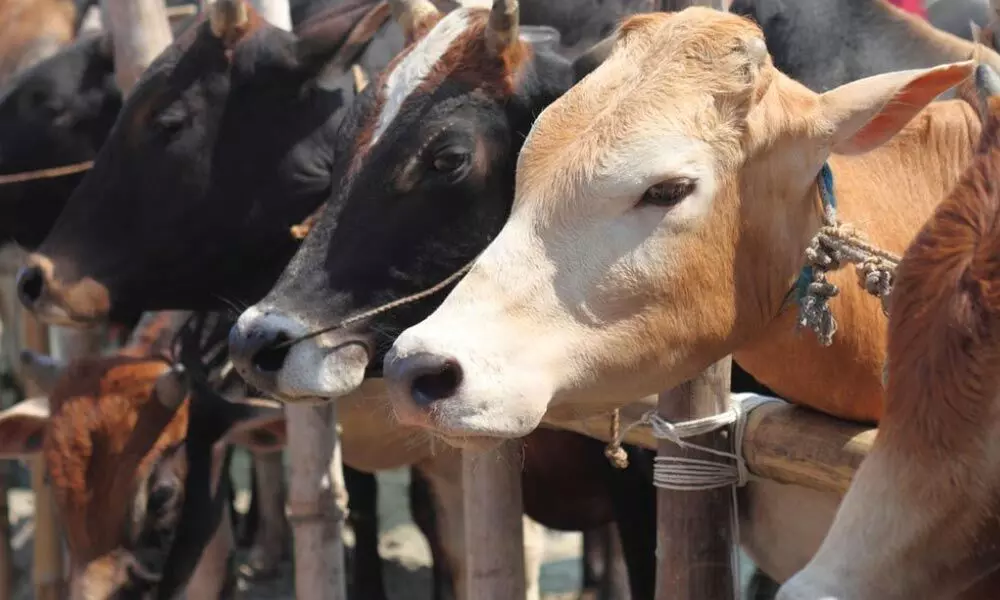 Congress urges Governor to withhold assent to anti-cow slaughter bill