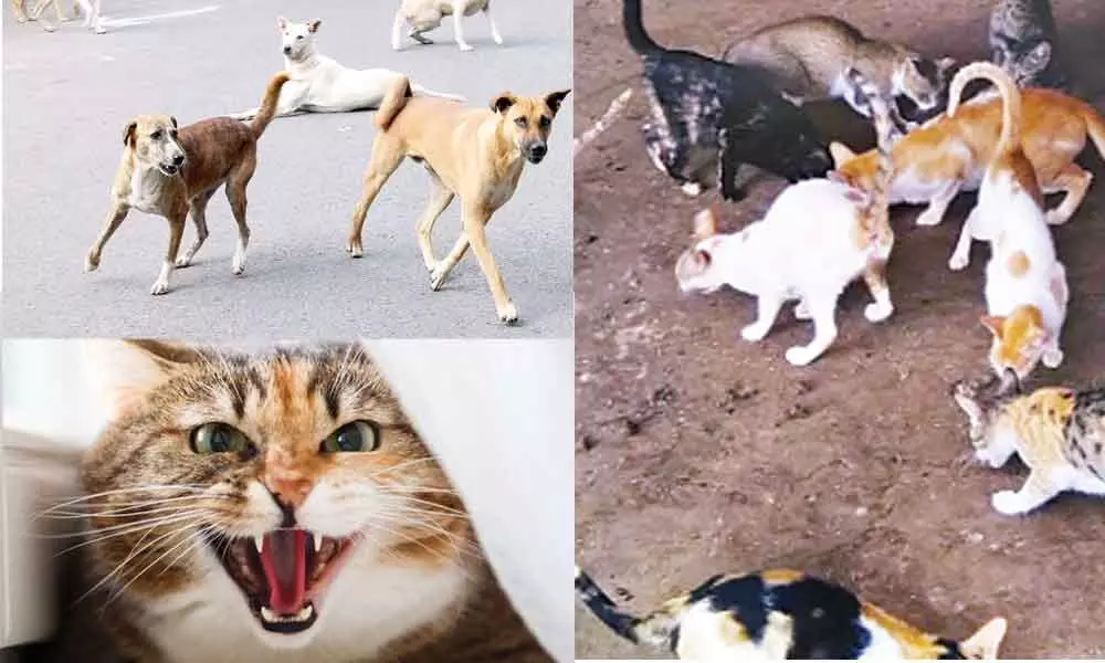 After stray dogs, 'meow' menace troubles people